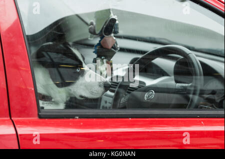 Dog sitter nel driver anteriore sedile di un'auto. Cane lasciato solo in un'auto. Foto Stock