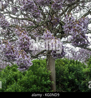 Paulownia tomentosa alberi in fiore, primavera sbocciano i fiori. Foto Stock