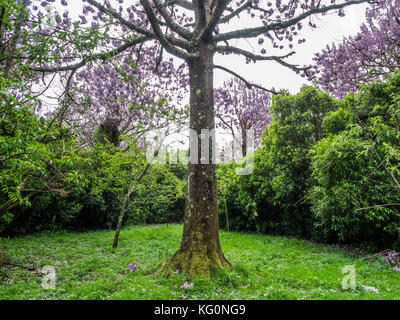 Paulownia tomentosa alberi in fiore, primavera sbocciano i fiori. Foto Stock