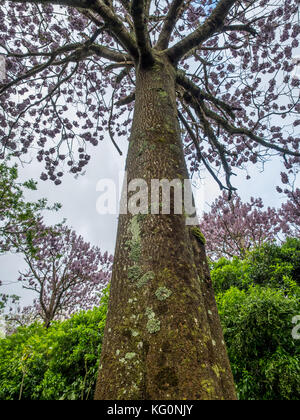 Paulownia tomentosa alberi in fiore, primavera sbocciano i fiori. Foto Stock