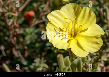 Fiore giallo di Oenothera drummondii Foto Stock