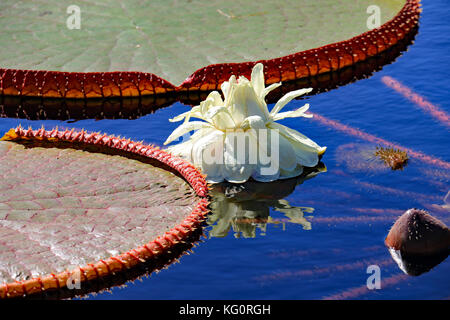 Tutto sembra più grande di vita in questo giardino di acqua come un grande fiore di loto emerge tra il gigantesco lotus Lily Pad Foto Stock