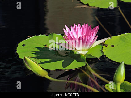 Un emergente rosa luminoso giglio di acqua tra 2 flottante gemme, crea un drammatico sul lily pad e una morbida disattivato la riflessione sull'acqua Foto Stock