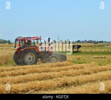 Un Harvester è occupato in strappato campi di raccolto. Foto Stock