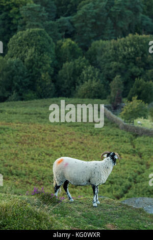 1 Swaledale pecora su Burley Moor, in piedi come un belvedere su una cengia rocciosa, in alto, sopra in pendenza ripida brughiera - Burley in Wharfedale, Inghilterra, Regno Unito. Foto Stock