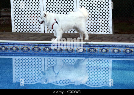 Samoiedo cane dalla piscina del cortile Long Island New York Foto Stock