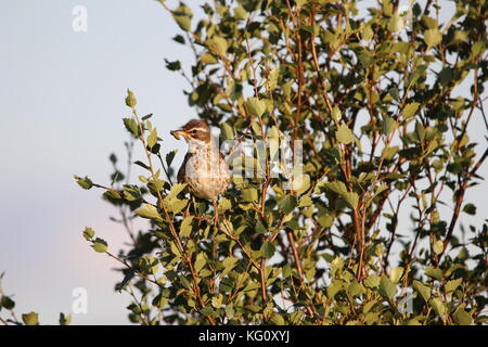 Redwing, Mývatn Foto Stock