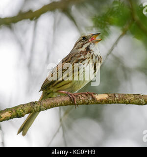 Song sparrow (Melospiza melodia) appollaiato su un ramo di albero e cantare in giardino. Foto Stock