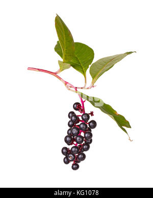 Il ramo con foglie e mature, viola cluster di frutta di pokeweed (phytolacca americana) isolati contro uno sfondo bianco Foto Stock