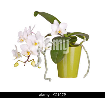 Spray di giallo e bianco fiori su un phalaenopsis orchid piante e radici aeree che crescono in un verde pentola di creta isolata contro uno sfondo bianco Foto Stock