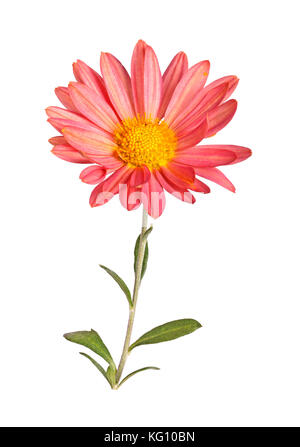 Unico stelo con una rosa e giallo fiore del crisantemo hardy (crisantemo rubellum) isolati contro uno sfondo bianco Foto Stock
