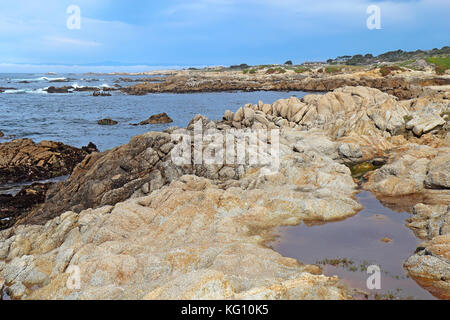 La bassa marea rivela alghe e pozze di marea al di sotto di promontori rocciosi a stato asilomar beach in Pacific Grove sulla penisola di Monterey in California Foto Stock