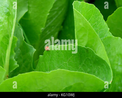 Red Ladybug camminando sul bordo della vibrante di verdura verde foglia nell'azienda agricola biologica Foto Stock