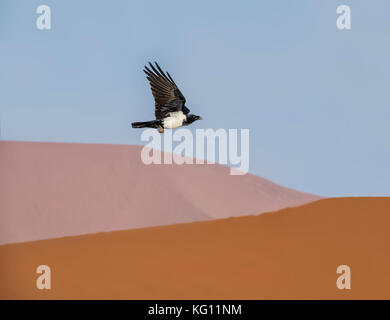 Un pied crow in volo sopra il deserto namibiano Foto Stock