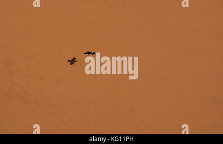 Un pied crow in volo sopra il deserto namibiano Foto Stock