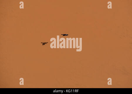 Un pied crow in volo sopra il deserto namibiano Foto Stock