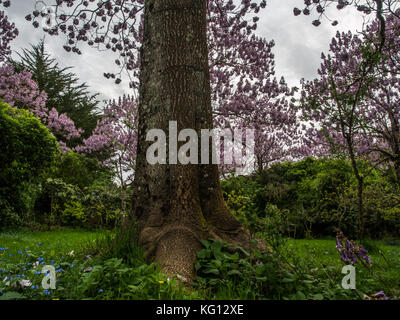 Paulownia tomentosa alberi in fiore, primavera sbocciano i fiori. Foto Stock