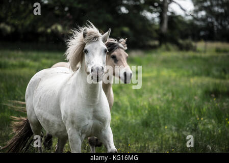 Cavalli in esecuzione insieme alla velocità nella campagna francese Foto Stock