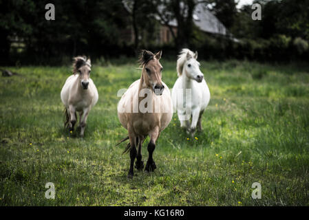 Cavalli in esecuzione insieme alla velocità nella campagna francese Foto Stock