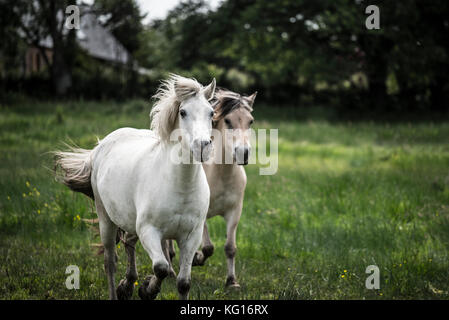 Cavalli in esecuzione insieme alla velocità nella campagna francese Foto Stock