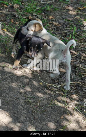 Due adorabili cani di taglia piccola jack russell terrier giocare in giardino, area ludogorie, zavet, Bulgaria Foto Stock