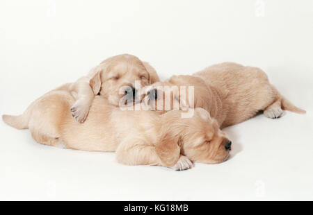 Il Golden Retriever cane. I cuccioli addormentati, 3 settimane di età. Foto Stock