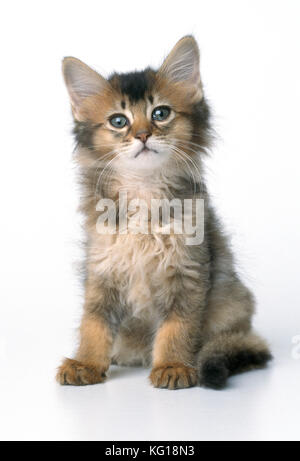 Gatto - 8 settimana di gattino somalo Foto Stock