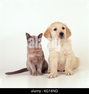 CANE - cucciolo con gattino Foto Stock