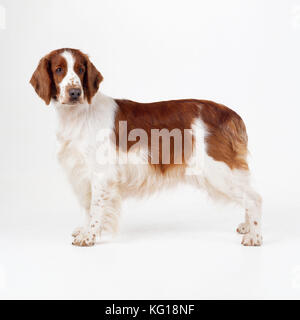 Spaniel gallese Springer Dog Foto Stock