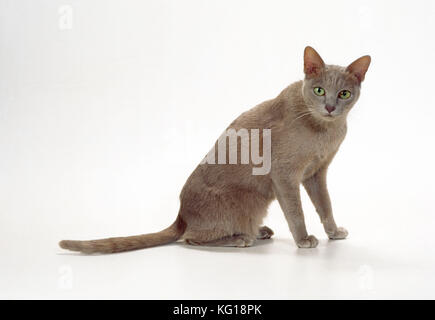 Korat-thai Lilac Cat Foto Stock