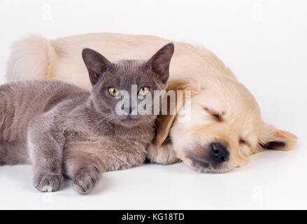 GATTO e CANE - gattino e cucciolo sdraiati l'uno accanto all'altro Foto Stock