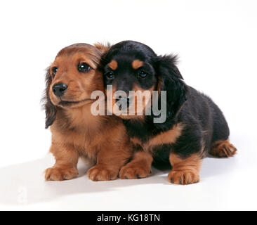 DOG - Miniature Dachshund / Teckel Puppies X2. Conosciuto anche come Doxie / Doxies negli Stati Uniti. Foto Stock