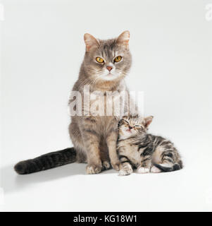 GATTO - madre e gattino di 35 giorni Foto Stock