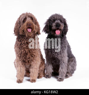 CANE - Labradoodle, due seduti. Una croce labrador e Poodle. Foto Stock