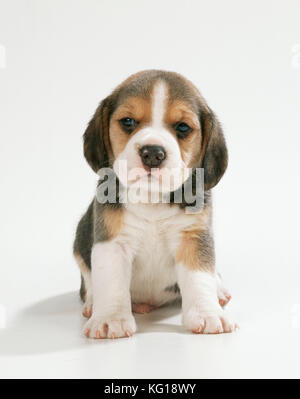 CANE - Beagle / Beagle inglese. Cucciolo, seduto Foto Stock