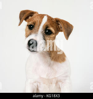 CANE - Jack Russell, primo piano con le orecchie sollevate Foto Stock