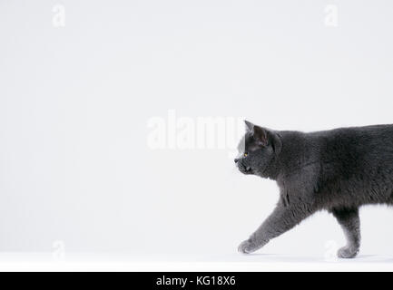 GATTO - sequenza di camminata. Sequenza 1 di 3. Foto Stock