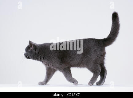 GATTO - sequenza di camminata. Sequenza 2 di 3. Foto Stock