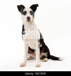 MONGREL CANE - confine Collie croce Foto Stock