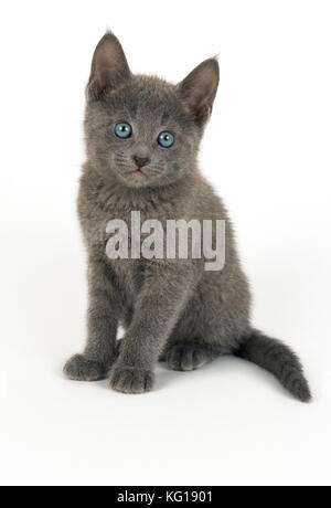 Gatto - gattino blu russo, 8 settimane Foto Stock