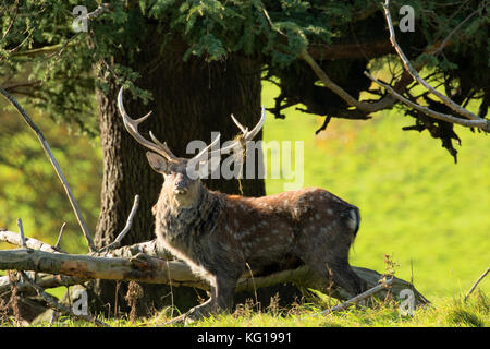 Manchurian maschio cervi sika a Studley Royal Deer Park,Ripon,North Yorkshire, Inghilterra, Regno Unito. Foto Stock