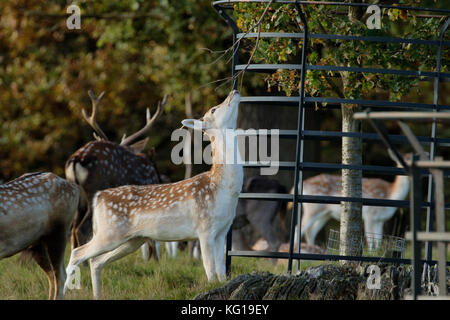 Manchurian femmina cervi sika a Studley Royal,l'Inghilterra,UK. Foto Stock