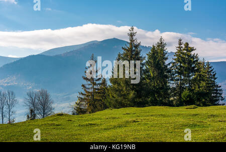 Albero di abete rosso sul pendio erboso. bellissimo paesaggio di montagne Foto Stock