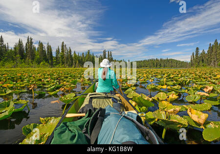 Pagaiando attraverso ninfee di canoa lago nel fiume swanson deserto del kenai Wildlife Refuge in Alaska Foto Stock