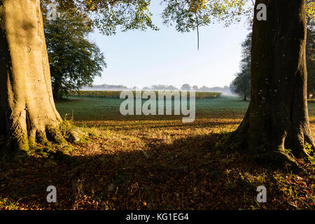 Barham, Nr Canterbury Kent, Regno Unito. Il 2 novembre 2017. Una fredda e nebbiosa mattina nei pressi del villaggio di Barham, 5 gradi C. Il forte e bassi flussi di luce del sole attraverso gli alberi e la nebbia per evidenziare le foglie di autunno e dà forti ombre di tutta l'erba, di nebbia sovrasta il i vitigni in vigna. Credito: Richard Donovan/Alamy Live News. Foto Stock