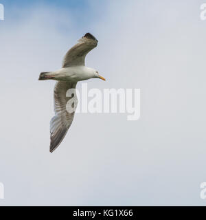 Un gabbiano scivola attraverso un cielo nuvoloso. Foto Stock