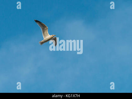 Un gabbiano vola attraverso un cielo blu. Foto Stock