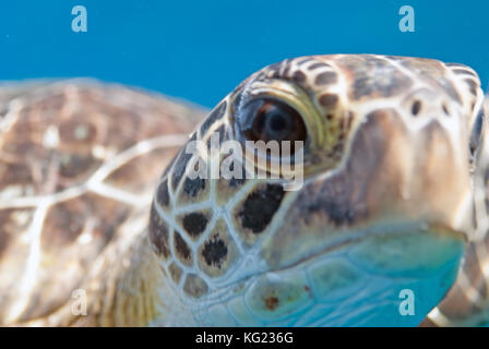 Close up della tartaruga embricata Foto Stock