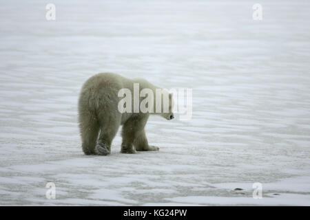 Un moody immagine di un orso polare, mostrato a piedi dal fotografo, la voce off su di una grande distesa di ghiaccio polare. Foto Stock