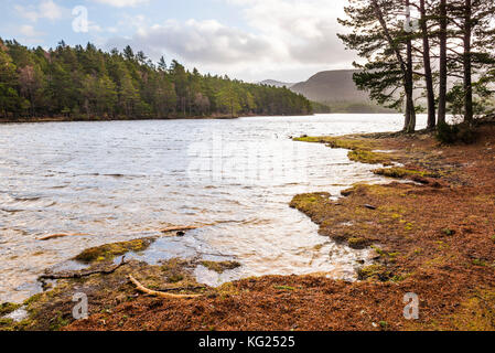 Loch un eilein e la foresta di rothiemurchus, aviemore, Cairngorms National Park, Scotland, Regno Unito, Europa Foto Stock